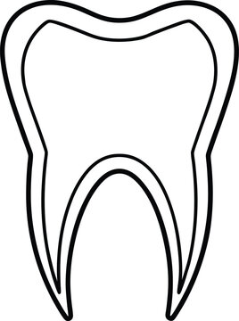 944 human tooth canine pointed crown single root vector illustration on transparent background