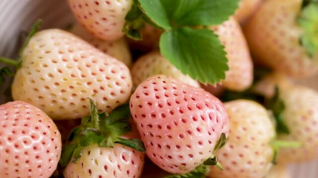 White strawberry, berry fruits isolated, abstract food background