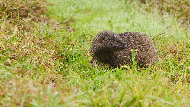 ichneumon, Herpestes ichneumon, searches for food in the grass 599,