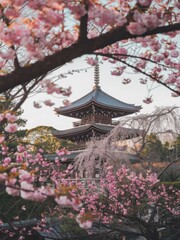 Obraz premium Architecture China Asia Japan Temple Building Ancient Castle Japanese Travel Tower Pagoda Culture Pavilion Garden