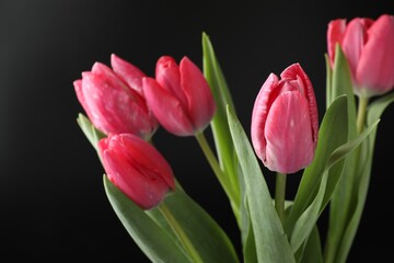 Fototapeta premium Beautiful pink tulips on black background, closeup
