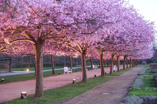 View of pink blossoms explode in a symmetrical array over a stone pathway, accented by modern lighting and benches, Giardini Reggia, Piedmont, Italy.