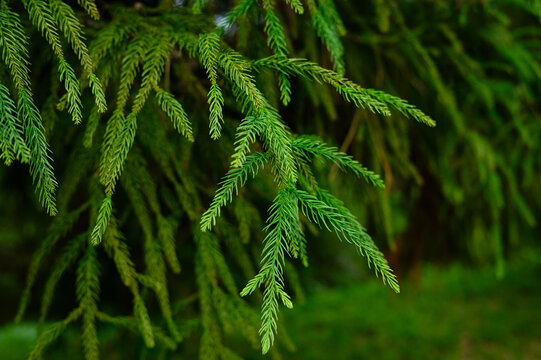 Lush Green Coniferous Branches of Dacrydium Cupressinum, Close-up of Evergreen Rimu Tree Needles in Forest. Natural Organic Texture, Botanical Garden Background. Wellness and Eco Concept, Freshness