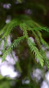 Lush Green Coniferous Branches of Dacrydium Cupressinum, Close-up of Evergreen Rimu Tree Needles in Forest. Natural Organic Texture, Botanical Garden Background. Wellness and Eco Concept, Freshness