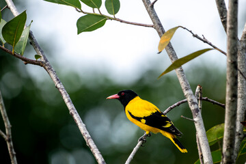 Fototapeta premium This striking Black-hooded Oriole perches elegantly on a thin branch, showcasing its vibrant yellow plumage, contrasting black head and wings.