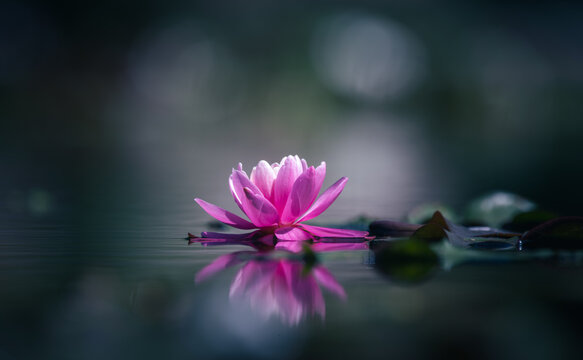 Pink lotus flower or water lily blooming in the pond with bokeh background