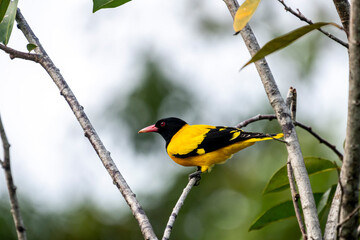 Obraz premium This striking Black-hooded Oriole perches elegantly on a thin branch, showcasing its vibrant yellow plumage, contrasting black head and wings.