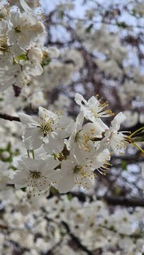 White blossomed flowers on the tree