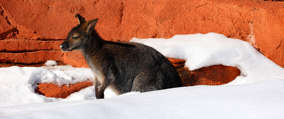 In winter wallaby is any animal belonging to the family Macropodidae that is smaller than a kangaroo and hasn't been designated otherwise © Daniel Meunier