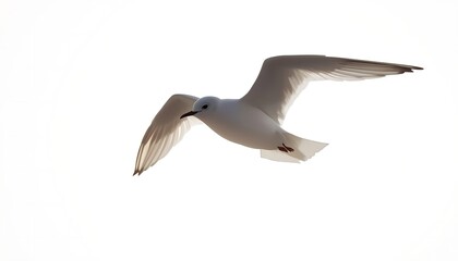 Fototapeta premium A pure white seagull is captured mid-flight with its wings gracefully extended against a bright white sky.