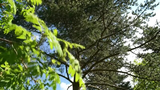 Low angle view of sunlit green leaves of mountain ash tree with pine trees and blue sky background