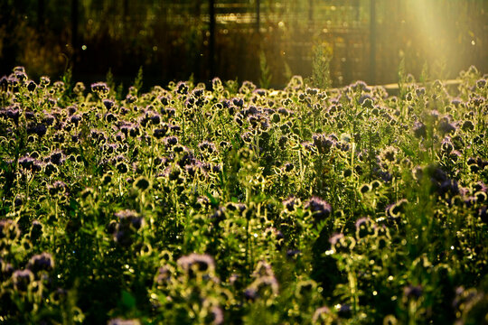 pole kwitnącej faceli pokrytej rosą i oświetlonej słońcem, facelia pod słońce, niebieskie kwiaty facelii na łące, Phacelia tanacetifolia, blue phacelia flowers in the meadow, Lacy phacelia flowers