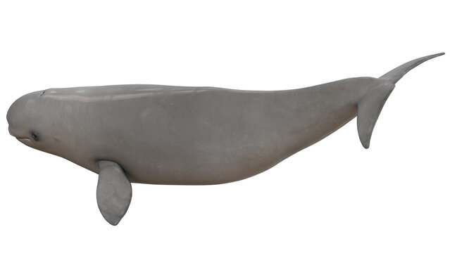 Realistic beluga whale model, side view.