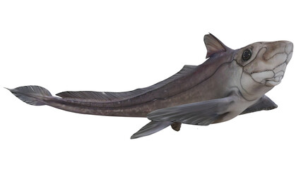 Fototapeta premium Realistic illustration of a ghost shark on white background.