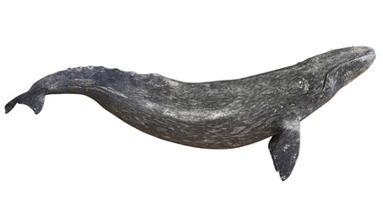 Gray whale swimming in white background. © Ilie