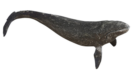 Majestic gray whale swimming gracefully. © Ilie