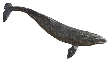 Gray whale swimming gracefully in open water. © Ilie