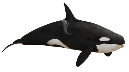 Majestic killer whale gracefully swimming. © Ilie