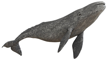 Graceful gray whale swimming gracefully in the ocean. © Ilie