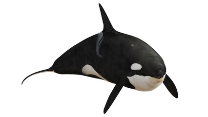 Majestic orca swimming in white background. © Ilie