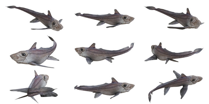 Smooth Dogfish in various swimming poses