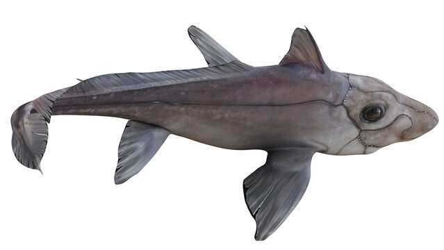 Realistic depiction of a chimaera fish on white background.