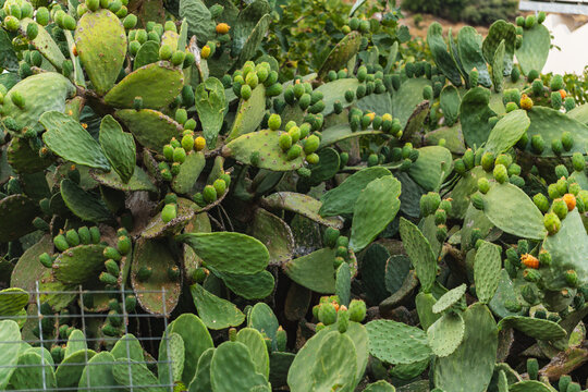 prickly pear fruits growing on a green cactus