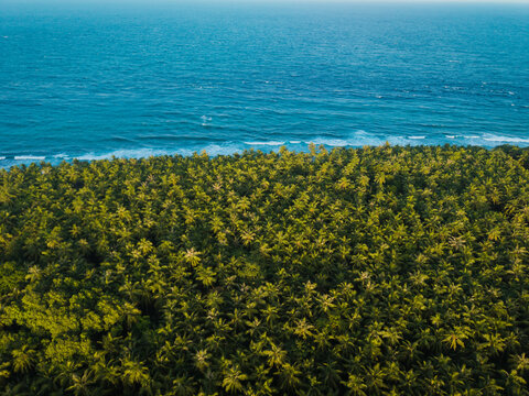 Aerial view of lush green vegetation meets the turquoise ocean, creating a striking contrast of colors and textures, Kelaa island, Thiladhunmathi Atoll, Maldives.
