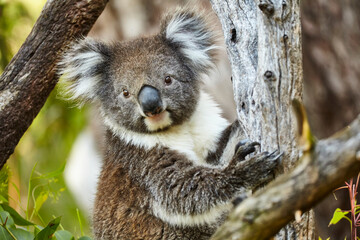 portrait of koala bear in eucalyptus tree 927   © meyblume