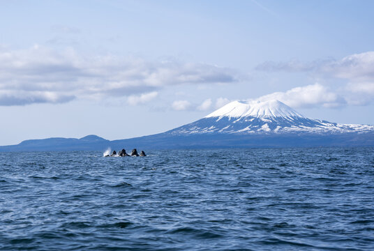 Humpback whales lunge feeding in front of Mount Edgecumbe - Southeast Alaska