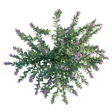 Cuphea tree plan, top view, cutout, transparent background, isolate, Blooming lavender sprig on a white background, floral and botanical beauty, close up