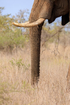 View of an elephant's textured trunk and ivory tusk reaching down to the dry savanna grasses, a gentle giant in the wild, Skukuza, Mpumalanga, South Africa.