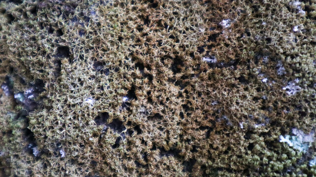 Close-up of vibrant green and brown moss covering a textured natural rock surface in a damp forest environment.