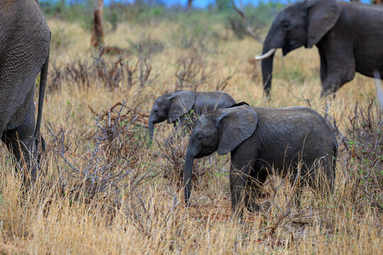 View of a family of elephants, with their grey skin contrasting against the dry, golden grasses, foraging for food in the wild, Skukuza, Mpumalanga, South Africa.