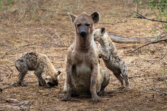 View of a spotted hyena sentinel amidst its playful cubs in the dry savanna, their mottled coats a stark contrast against the arid landscape, Skukuza, Mpumalanga, South Africa.