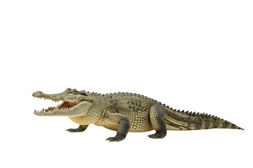 Fototapeta premium Crocodile predator with mighty jaws and scales moving forward