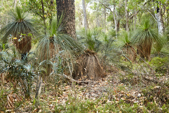typical australian vegetation at the edge of forest 808
