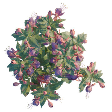 Fuchsia hybrida tree plan, top view, cutout, transparent background, isolate, Magnificent pink flower close-up, beautiful blossom with lush green foliage, stunning floral detail.