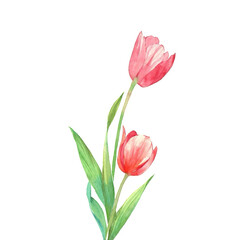 Obraz premium Drawing of pink tulips