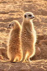 Fototapeta premium two suricates or meerkats warm up at burrow 915
