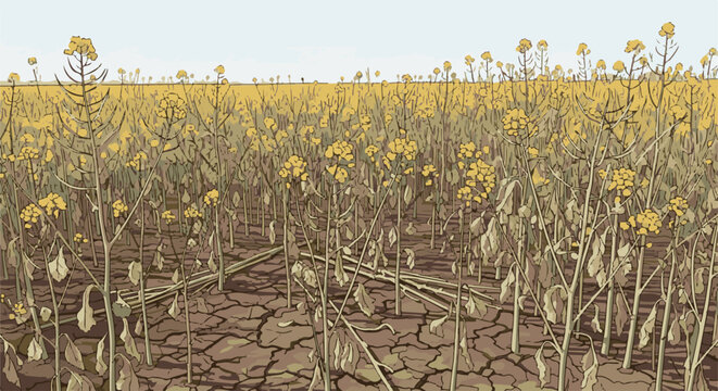 Yellow flowers bloom in dry cracked earth under pale sky