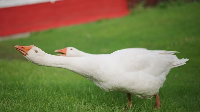 Two white geese on green grass by red barn, one stretching neck forward while another waddles, playful honking and closeup motion, pastoral morning light and gentle farm atmosphere.