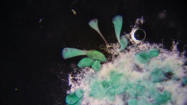 Stentor attached to substrate under 40x magnification darkfield microscopy. 4K scientific microscopy footage.