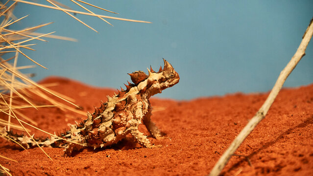 thorny devil on red sand 571