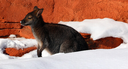 In winter wallaby is any animal belonging to the family Macropodidae that is smaller than a kangaroo and hasn't been designated otherwise © Daniel Meunier