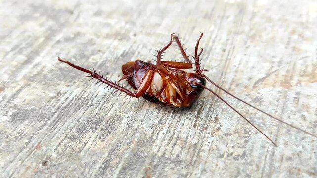 Dead cockroach on the floor after being sprayed with pesticide, Selective focus of a dead house cockroach in a supine position. Dead cockroach isolated ok white background.