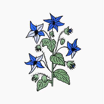 Flat vector illustration of a bold borage plant with blue star-shaped flowers, suitable for herbal product packaging or botanical designs.