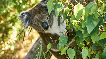 portrait of koala bear between eucalyptus leaves 406       © meyblume
