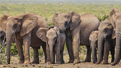 Obraz premium african elefants close together in a row 431 