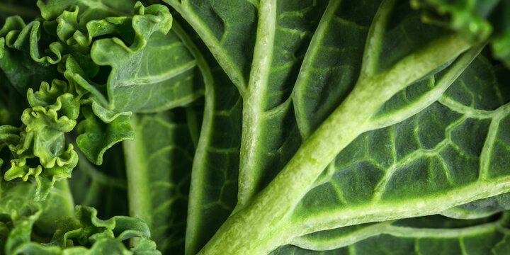 Close-up of fresh green salad leaves as banner, top view vein patterns and natural organic texture, healthy food concept photography, curly kale leaf aesthetics view, green monochrome lettuce.